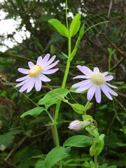 Pericallis tussilaginis image