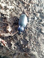 Carabus amplipennis