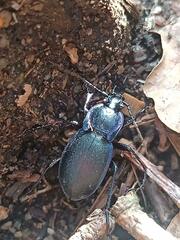 Carabus amplipennis