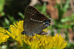 Satyrium spini