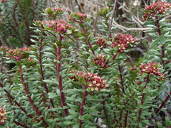Rhodiola himalensis