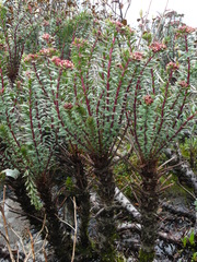 Rhodiola himalensis