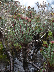 Rhodiola himalensis