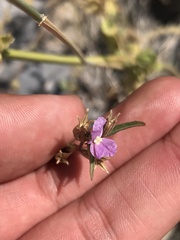 Epilobium nivale