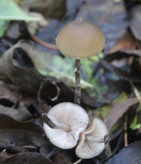Psilocybe