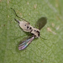 Entomophthorales
