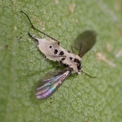 Entomophthorales