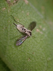 Entomophthorales