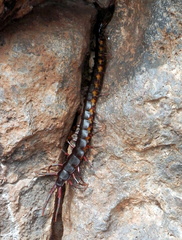 Scolopendra galapagoensis