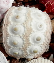 Eucidaris galapagensis