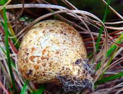 Scleroderma bovista