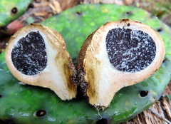 Scleroderma bovista