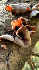 Auricularia cornea