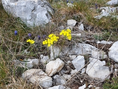 Erysimum nevadense collisparsum