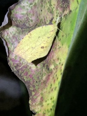 Abaeis salome jamapa