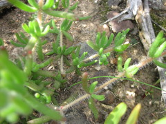 Drosanthemum hispifolium