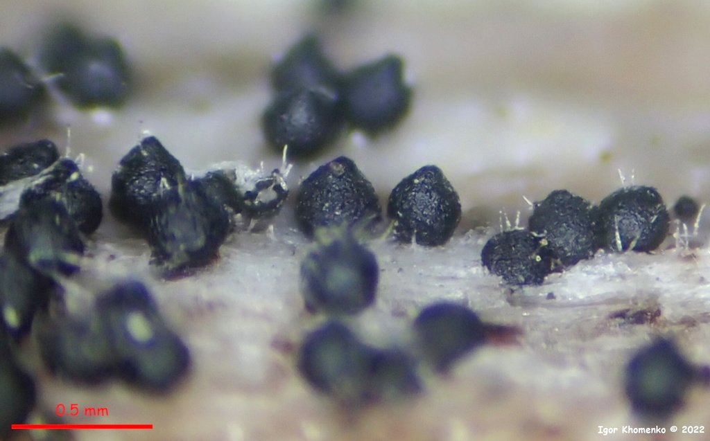 Melanopsamma