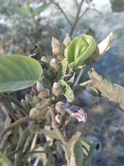 Ipomoea carnea fistulosa