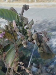 Ipomoea carnea fistulosa