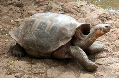 Chelonoidis niger