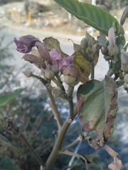 Ipomoea carnea fistulosa