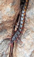 Scolopendra galapagoensis