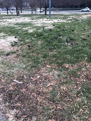 Sturnus vulgaris