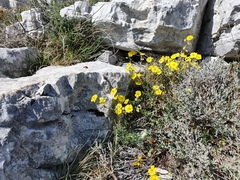 Helianthemum