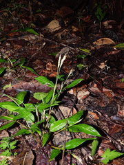 Froesiochloa boutelouoides