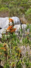 Leonotis leonurus