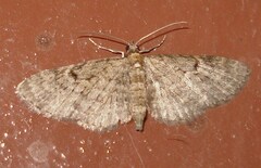 Eupithecia virgaureata