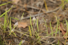 Stylisma pickeringii pattersonii