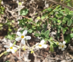 Chaenostoma hispidum
