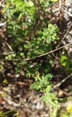 Chaenostoma hispidum