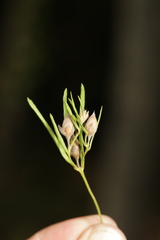 Stylisma pickeringii pattersonii