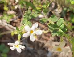 Chaenostoma hispidum