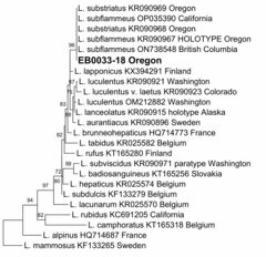 Lactarius subflammeus