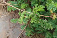 Acaena magellanica