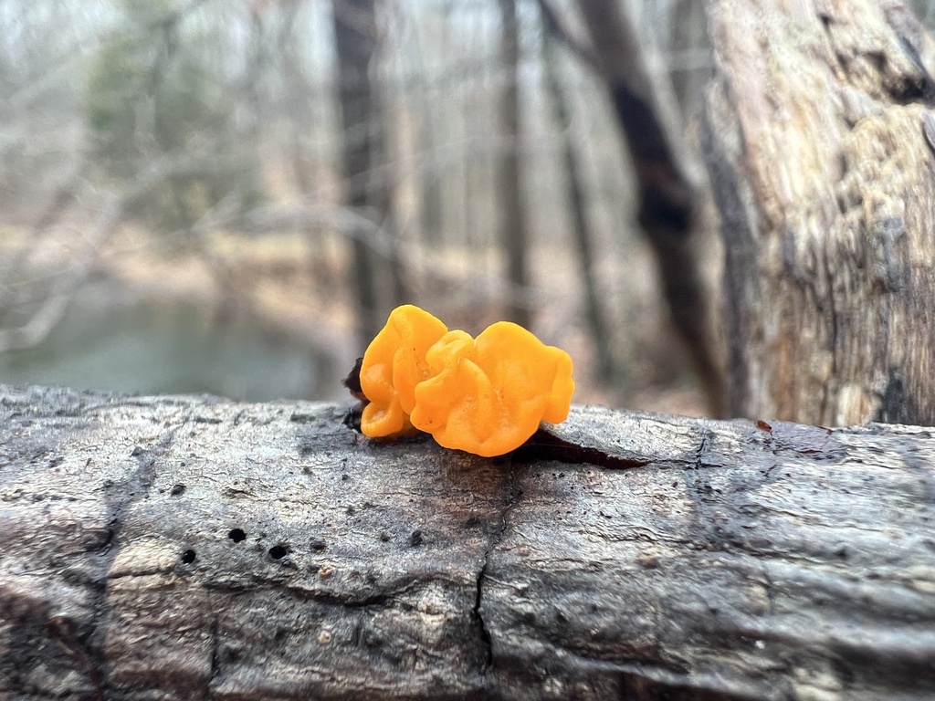 Orange Jelly Spot from Albert Johnson Rd, Nashville, IN, US on December