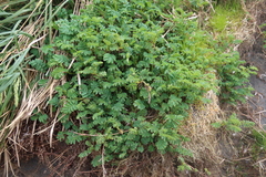 Acaena magellanica