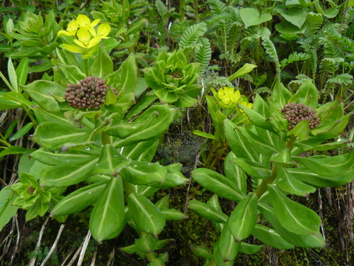 Rhodiola sherriffii