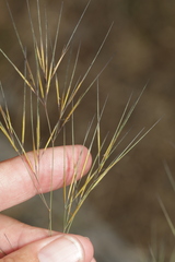 Aristida tuberculosa