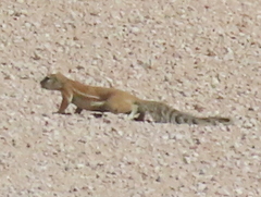 Geosciurus inauris