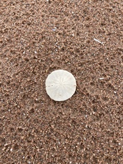 Echinarachnius parma