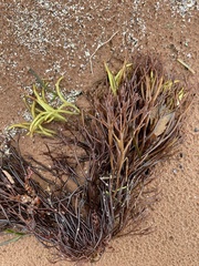 Furcellaria lumbricalis