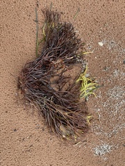 Furcellaria lumbricalis