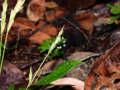 Froesiochloa boutelouoides