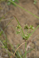 Cyperus grayioides