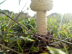 Saproamanita