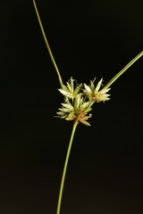 Cyperus grayioides
